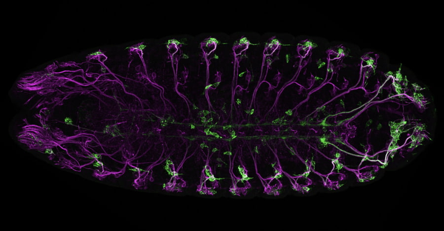 Past Winners | FASEB